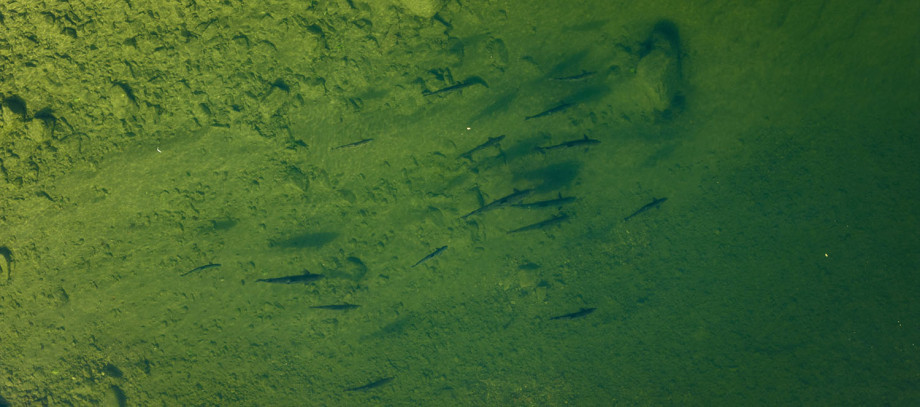 header_II.jpg